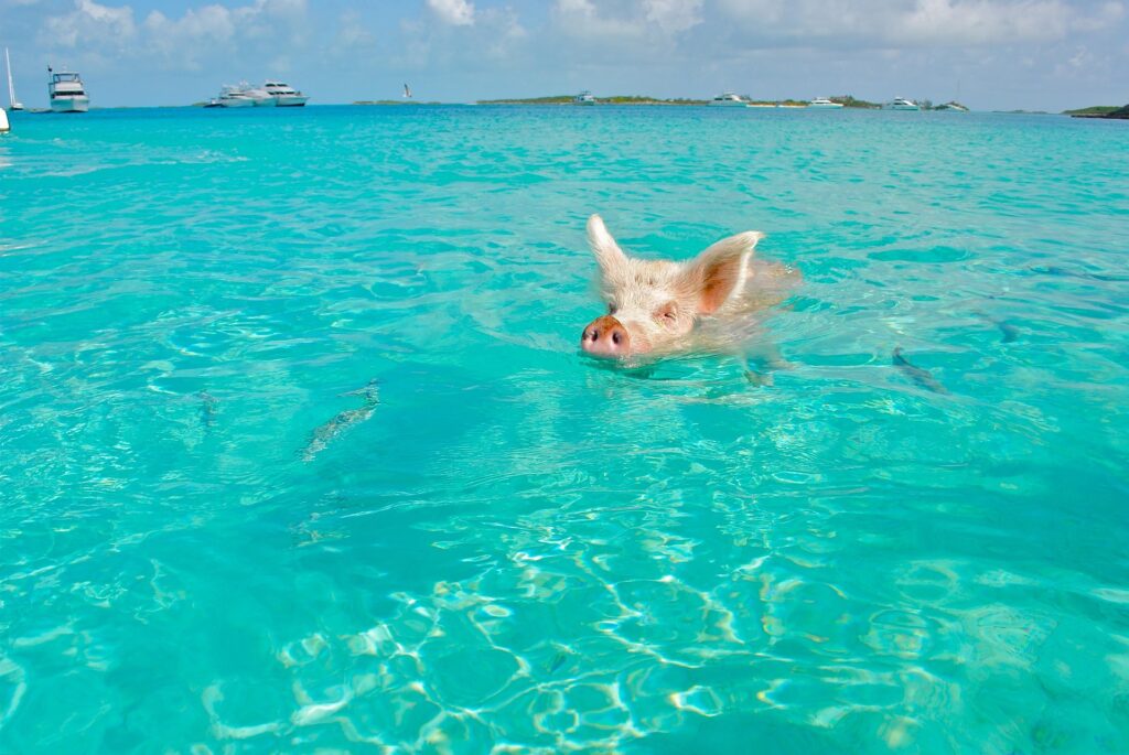 cochons nageurs Exumas Bahamas Out Islands